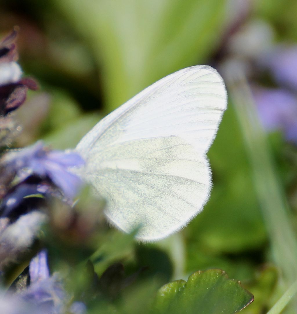 Pu essere Leptidea juvernica? - Leptidea cfr. sinapis